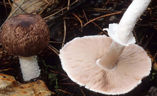 Agaricus subrutilescens - Fungi species | sokos jishebi | სოკოს ჯიშები